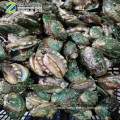 Frozen  Shellfish  Abalone shell on